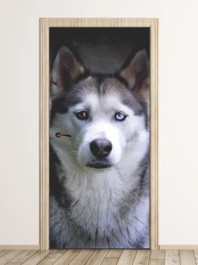 Husky dog door mural FP 6192 - Graphic design featuring a husky with blue eyes on a dark background.