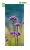 Field flowers door wallpaper FP 6182 - Graphic design. Purple flowers on a blurred background.
