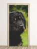 Puppy door wallpaper FP 6149 - Graphic design featuring a black-furred puppy with brown accents.