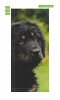 Puppy door mural FP 6149 - Graphic design featuring a puppy\'s head with dark fur and light accents.