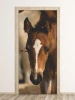 Foil door mural FP 6183 - Graphic design featuring a brown foal\'s head with a white patch on its forehead.