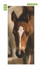 Door mural FP 6183 - Graphic design featuring a brown foal with a white patch on its head.