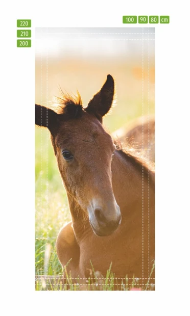 Foil door mural FP 6187 - Graphic design featuring a foal lying in grass with soft lighting.