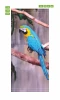 Blue parrot door wallpaper FP 6202 - Graphic design featuring a parrot with blue feathers, yellow belly, and green accents.