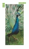 Door wallpaper FP 6214 - Graphic design featuring a peacock with fanned feathers in shades of green and blue.