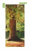 Tree trunk door mural FP 6233 - Graphic design featuring a tree trunk with green leaves and brown bark.