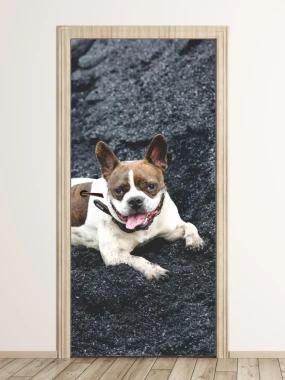 Dog door mural FP 6215 - Modern interior design with light-colored walls and wooden flooring.