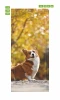 Door wallpaper dog FP 6216 - Graphic design featuring a corgi against a backdrop of blurred golden leaves.
