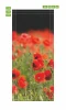 Poppy field door mural FP 6217 - Graphic design. Red poppies on a blurred green grass background.