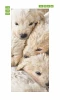Puppy door wallpaper FP 6218 - Graphic design featuring four puppies lying close together with visible fur.