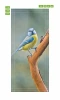 Blue-yellow bird door mural FP 6259 - Graphic design featuring a bird on a branch in blue and yellow colors.