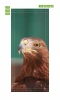 Eagle door mural FP 6243 - Graphic design featuring a brown-feathered eagle with a yellow beak.