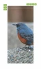 Bird-themed door wallpaper FP 6252 - Features a blue bird with orange accents in a graphic design.