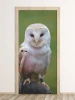 Owl door mural FP 6256 - Graphic design featuring an owl on a dark background with detailed feathers and eyes.