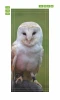 Owl door wallpaper FP 6256 - Graphic design featuring a white-feathered owl with a round face and dark eyes perched on a branch.