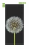 Dandelion door mural on a black background with white hairs, graphic design FP 6288.