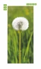 Dandelion door mural on a green grass background with clear details, graphic design FP 6286.