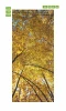 Door sticker wallpaper FP 6302 - Graphic design featuring yellow tree leaves against a sky background.