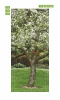 Blossoming tree door sticker FP 6318 - Graphic design with white flowers on a green grass background.