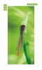 Dragonfly door sticker FP 6325 - Graphic design featuring a red dragonfly on a green background with clear details.