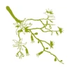 Stylish branch sticker in a fresh green shade, perfect for a minimalist interior or cozy space.