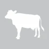 Cow-shaped white dry-erase board 354 - Graphic design on a gray background.