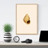 Shell poster 088 - Graphic design featuring a brown shell on a light background with clear details and a spiral shape.