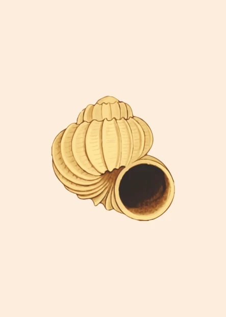 Shell poster 090 - Graphic design. Shell in beige shades with texture details and an opening.