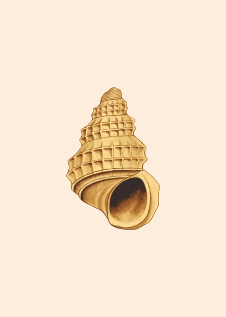 Spiral shell poster 091 - Graphic design featuring a beige and brown shell on a light background.