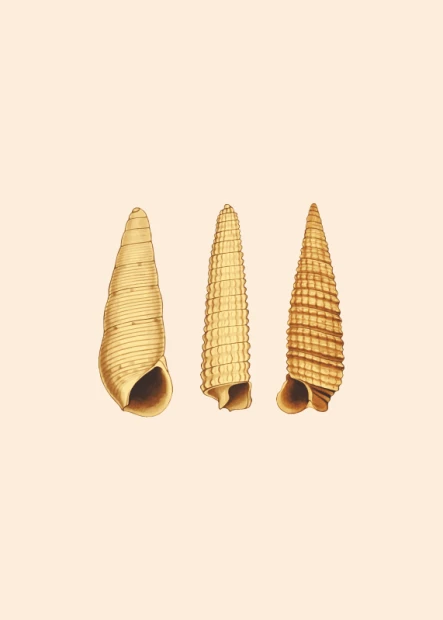 Shells poster 092 - Graphic design featuring three shells with different shapes and textures on a light background.