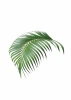 Tropical Leaf Poster 116 - Graphic design featuring a palm leaf with long, narrow green leaves.