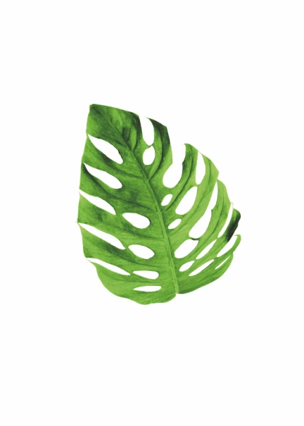 Monstera 118 Poster - Graphic design featuring a monstera leaf with clear cuts on a light background.