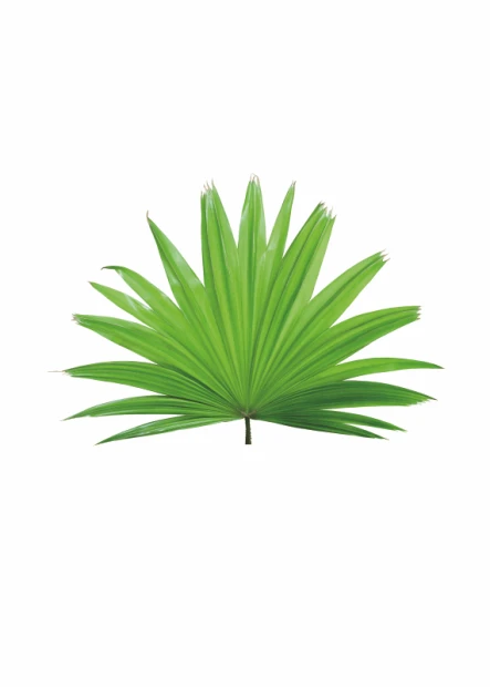Tropical Leaf Poster 119 - Graphic design. Green leaf with long, narrow, and pointed tips.