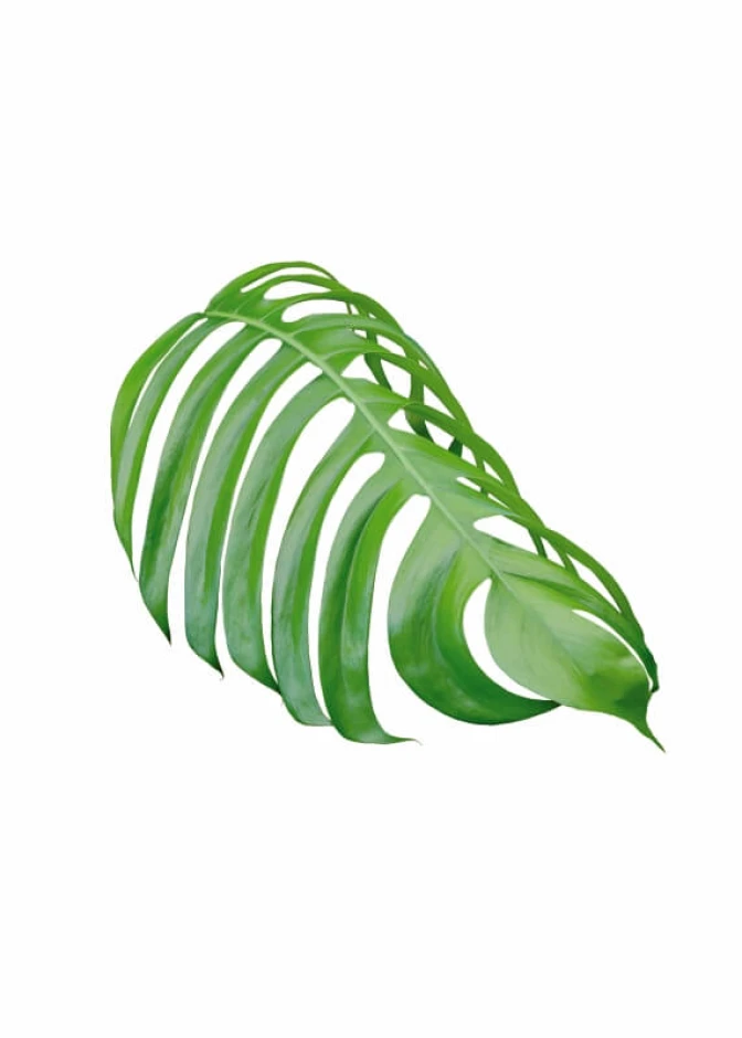 Leaf poster 177 - Graphic design. Elongated leaf shape with clear veins on a white background.
