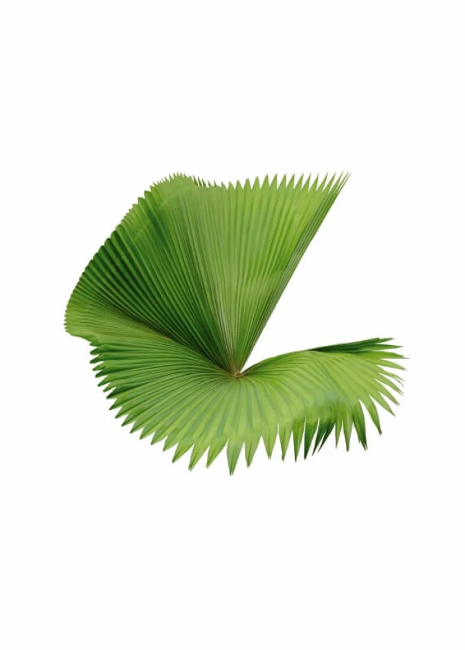 Leaf poster 178 - Graphic design. Green leaf with wavy edges arranged in a spiral.