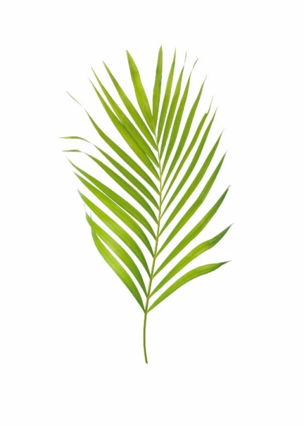 Leaf poster 180 - Graphic design. Green leaf with long, narrow, symmetrical leaflets on a white background.