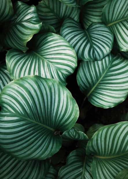 Leaf poster 175 - Graphic design featuring leaves in various shades of green with distinct white veins.
