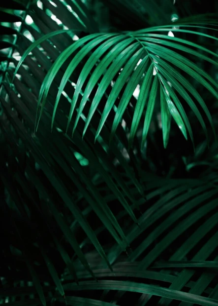 Leaf Poster 176 - Graphic design. Green elongated leaves on a dark background.