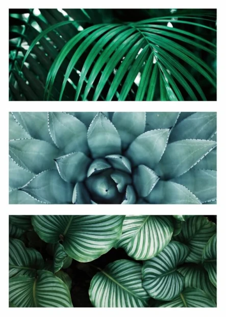 Leaf Poster 182 - Graphic design featuring three horizontal stripes with green leaves of various shapes and textures.