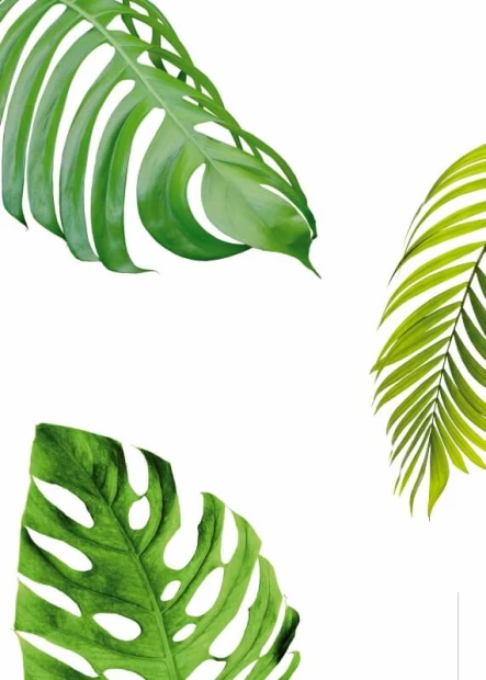 Leaf Poster 183 - Graphic design featuring green leaves of various shapes on a white background.