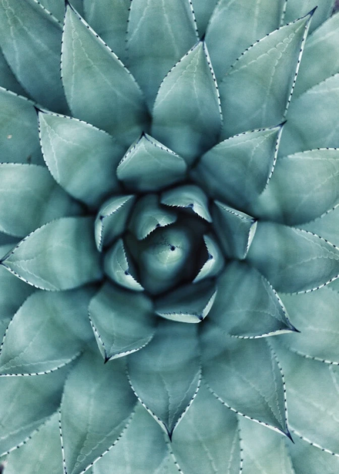Succulent poster 174 - Graphic design. Green succulent leaves form a circular shape.