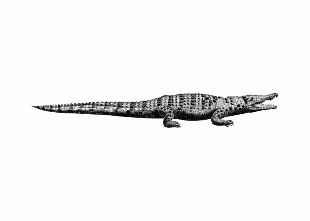 Crocodile poster 209 - Graphic design featuring a crocodile lying on a white background.