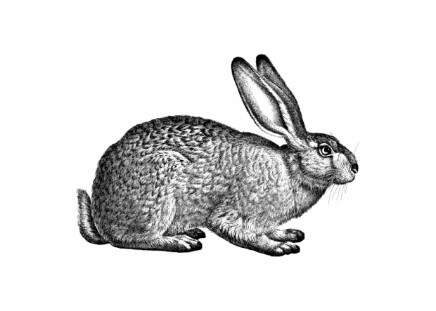 Rabbit poster 206 - Graphic design featuring a sitting rabbit with detailed fur, long ears, and a black outline on a white background.