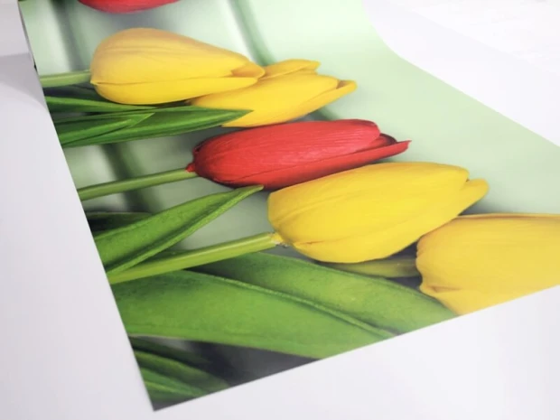 Custom large wall sticker - Graphic design. Yellow and red tulips on a green background.