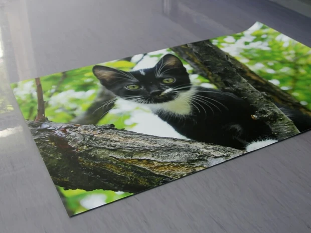 Custom large wall sticker - Graphic design. Cat on a tree branch with green leaves in the background.