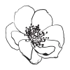 Flower 2552 Sticker