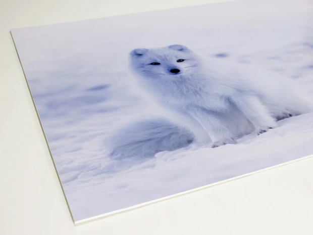 Polar fox dry-erase board 248 - Features a white fox on snow with clear details.