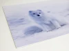 Polar fox dry-erase board 248 - Features a white fox on snow with clear details.
