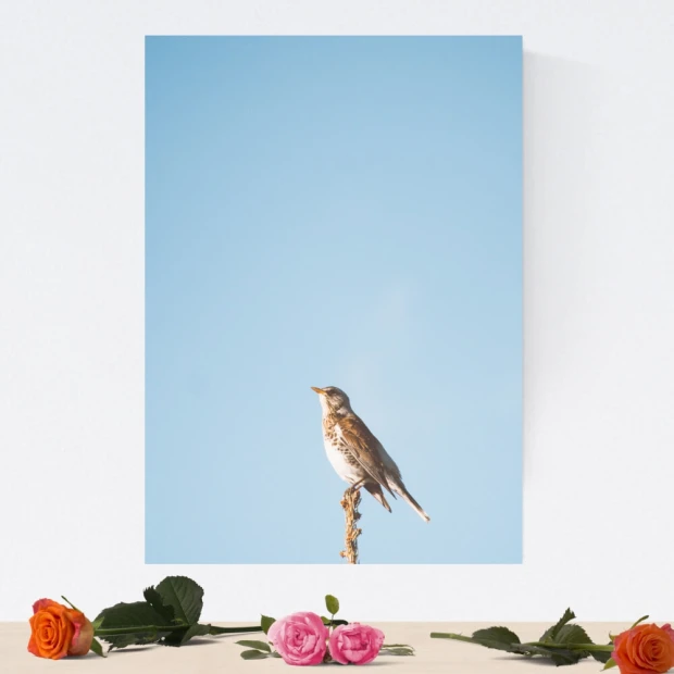 Dry-erase board bird 222 - Graphic design featuring a bird on a branch against a blue sky background.