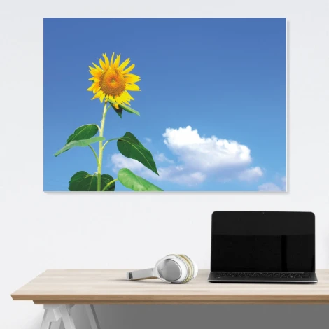 Dry-erase board sunflower 237 - Graphic design featuring a yellow sunflower against a blue sky background.